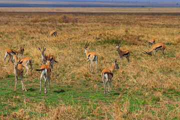 Herd of Thomson's gazelle (Eudorcas thomsonii) in Serengeti National Park in Tanzania. Wildlife of Africa