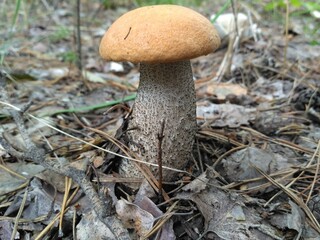 mushroom in the woods