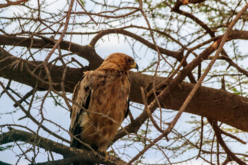 Tawny eagle (Aquila rapax) on a tree in Serengeti national park, Tanzania