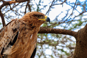 Tawny eagle (Aquila rapax) on a tree in Serengeti national park, Tanzania
