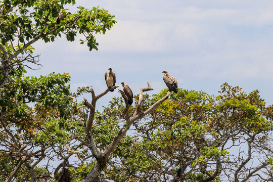 Flock of Cape vultures or Cape griffon (Gyps coprotheres), also known as Kolbe's vultures sitting on a tree in Serengeti national park, Tanzania