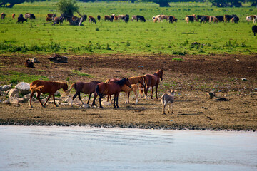 group of cows free in the Danube Delta.