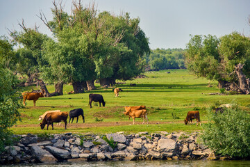 group of cows free in the Danube Delta.