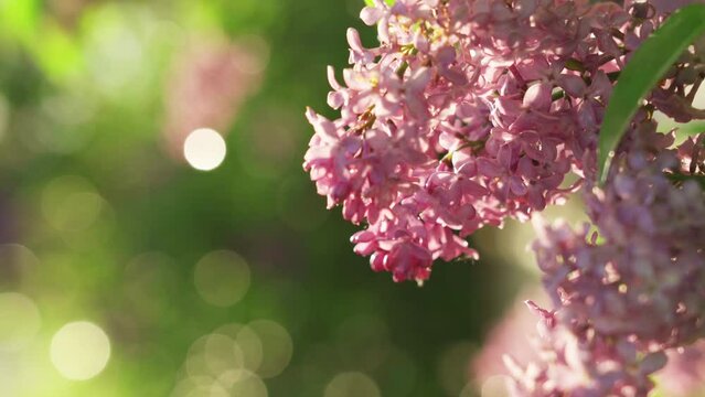 Beautiful blooming lilac flowers. Close-up view