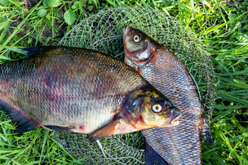 Big fresh bream. Freshly caught river fish. Large tasty fish close-up. Fishing for spinning and...