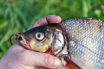 Big fresh bream. Freshly caught river fish. The man takes the hook out of the fish's mouth. Fishing for spinning and feeder. Sports fishing.