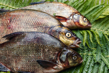 Big fresh bream. Freshly caught river fish. Large tasty fish close-up.