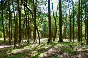 春の森の木漏れ日