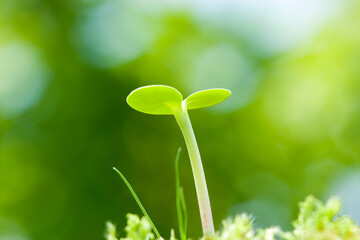 ヒマワリの子葉　成長過程