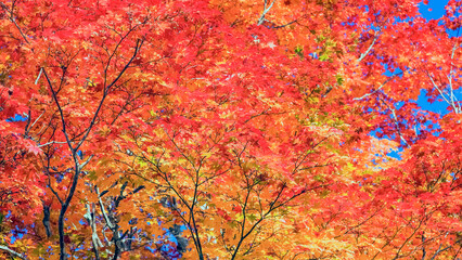 中禅寺湖畔のカエデの紅葉　