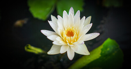 White lotus with yellow pollen and green leaf in the pond. White flower background . Buddhism symbol flower