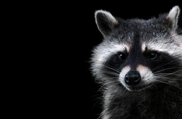 Portrait of a Racoon