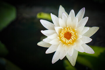 White lotus with yellow pollen and green leaf in the pond. White flower background. Buddhism symbol flower