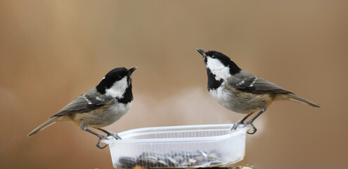A pair of tit on the feeder, opposite each other on a blurry brown background