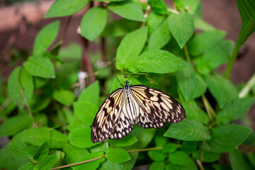 Egzotyczny motyl mim zwyczajny siedzący na roślinie. Papilio clytia w naturalnym środowisku - obrazy, fototapety, plakaty