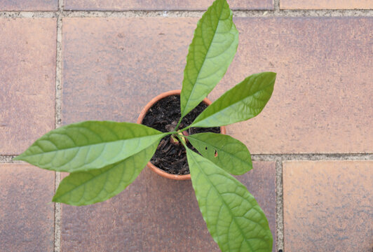 Bonn Germany June 2022 bird's eye view of growing avocado plant outside in natural light in flower pot with recognizable avocado pit with tile background