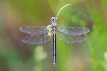 Libellule