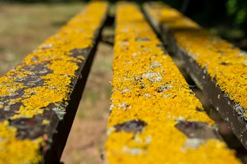 Foto op Plexiglas Zbliżenie na żółte porosty rosnąće na drewnianej ławce. Stara architektura cmentarna © MatB