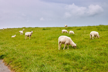 Naklejka na ściany i meble Schafe auf einem Ostfriesischem Deich