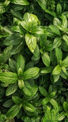 Fototapeta premium green leaves background