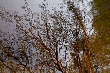 Reflection of branches on water surface.