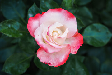 Pink-white rose flower in detail.