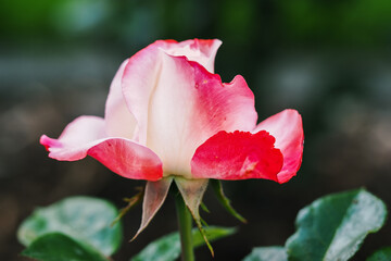 Pink-white rose flower in detail.