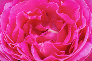 Red rose flower in detail.