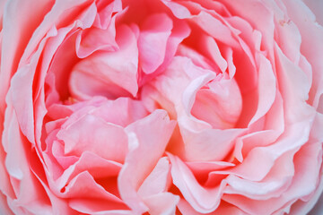Pink-white rose flower in detail.