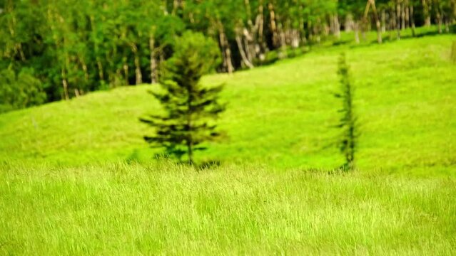 草原（6月下旬撮影）