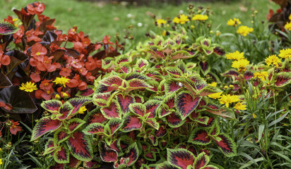 Red variegated plants