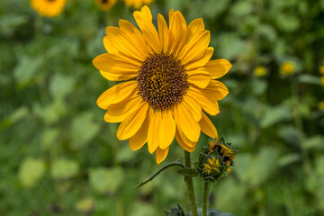 Sunflower in full bloom closeup