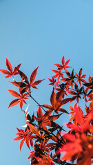 autumn leaves against sky