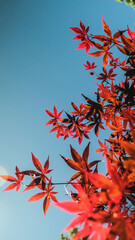 red maple leaves against blue sky