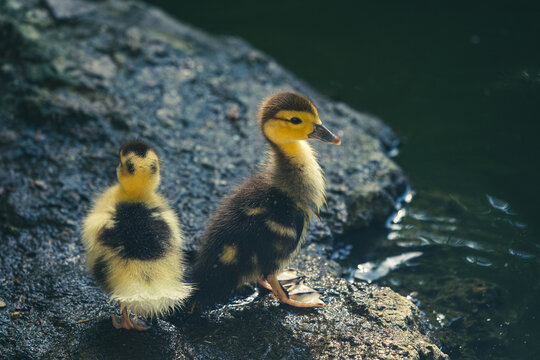 patitos amarillos en la orilla del estanque