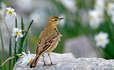 Tawny pipit (Anthus campestris) in a field of daffodils - Mt. Lakmos, Pindos, Greece // Brachpieper in Narzissen-Feld - Mt. Lakmos, Pindos, Griechenland