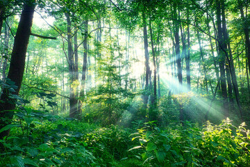 Wald im Sonnenschein