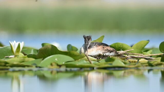 Crested grebe on the nest in white water lilies