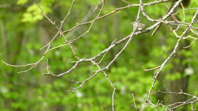An active Chestnut Sided Warbler bouncing around and moving along a leafless tree branch in a park, Ontario, Canada 