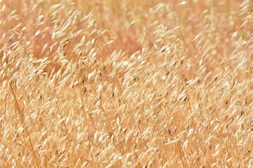Campo de avena fatua seca en verano