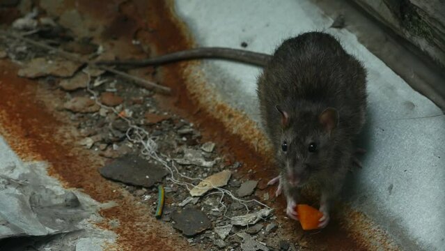 A rat in the city, crawls out of a hole and grabs food