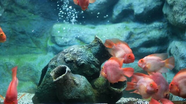 Close up view of red discus fish swimming in planted aquarium. Beautiful nature backgrounds. Parrot Cichlid, Blood parrot cichlid.