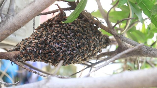 A herd of bees to establish a new bee family in the tree