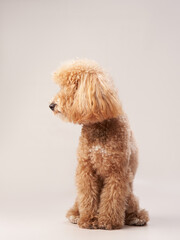 red poodle on a beige background. Portrait of a funny pet in the studio