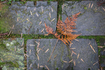 Autumn leaf on the stone
