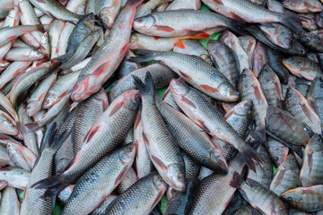 Various fishes displayed for sale at Territy Bazar, Kolkata, West Bengal, India..