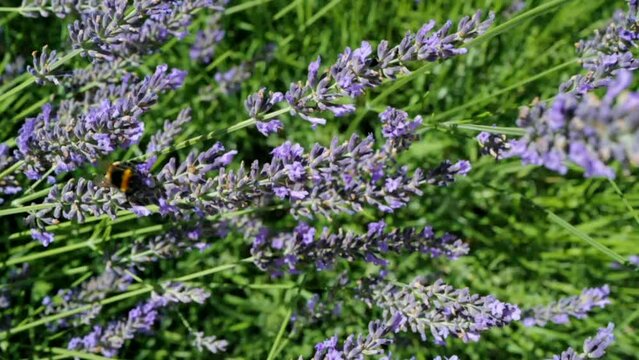 un bourdon butine les fleurs de lavande