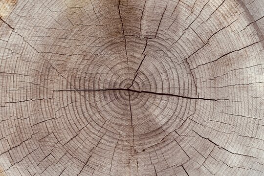 木の断面 の画像 37 466 件の Stock 写真 ベクターおよびビデオ Adobe Stock 木の断面 の画像 37 466 件の Stock 写真 ベクターおよびビデオ Adobe Stock