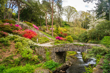 Fototapeta na wymiar Gorgeous colors of the azeleas and rhododendron flowers and bushes along stream valley in delightful garden in the spring