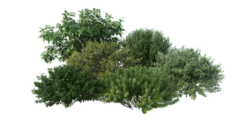 3d render shrub with white background